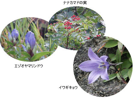 エゾオヤマリンドウ イワギキョウ ナナカマドの実