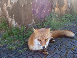 キタキツネ