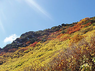 紅葉