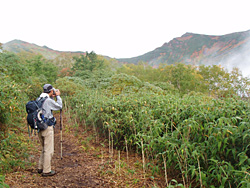 笹の刈り払いの登山道