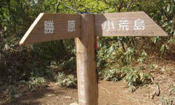 シャクナゲ平分岐