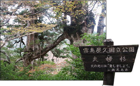 夫婦杉