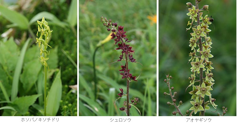 写真 ホソバノキソチドリとシュロソウとアオヤギソウの花