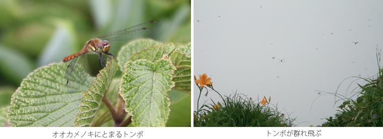 トンボが群れ飛ぶ写真