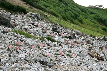 写真。三国境・左側のガレた斜面に広がるコマクサ群生地の写真