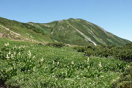 雪倉岳とコバイケイソウ