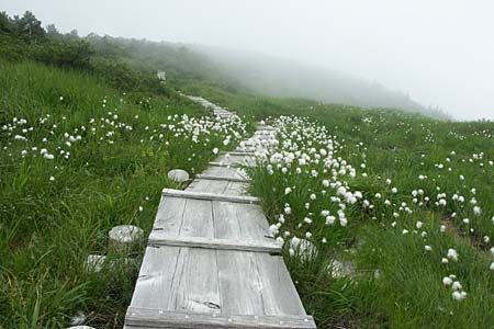 湿原の木道に沿ってワタスゲが白い穂を揺らしてる