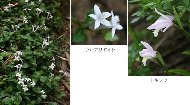 ツルアリドオシの白い花とトキソウの写真