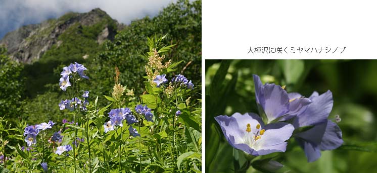 写真。おおかんばさわに咲くミヤマハナシノブ。