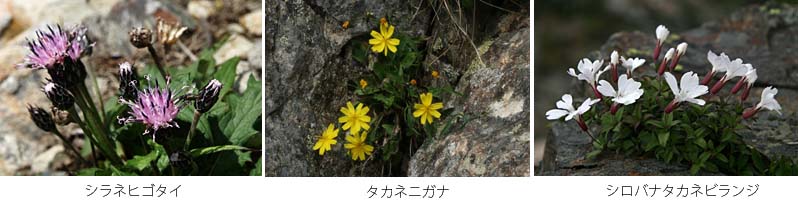 アザミの形をしているシラネヒゴタイと黄色のタカネニガナとシロバナタカネビランジの写真