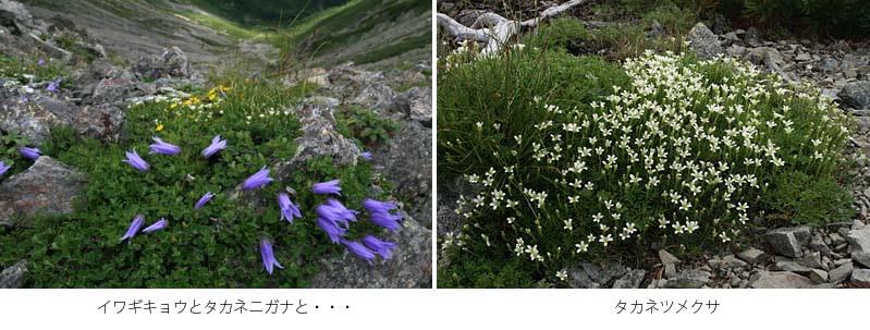 斜面に咲くイワギキョウとタカネニガナの花、大きな株で咲いているタカネツメクサの写真
