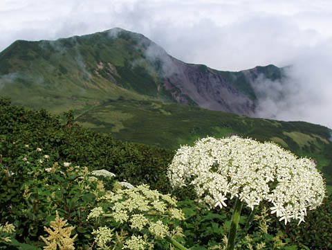 オオハナウドと長官山　写真