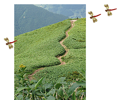 松手山から山頂へ向かう笹原の登山道