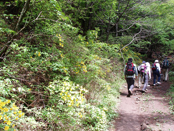 ヤマブキ咲く登山道