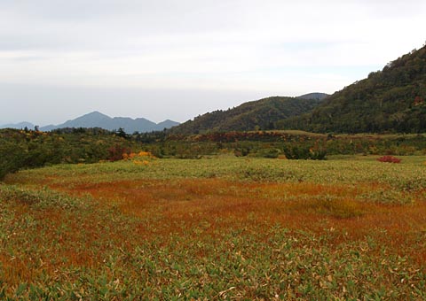 赤く色づく草紅葉