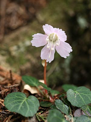 ւAbvŎBCE`