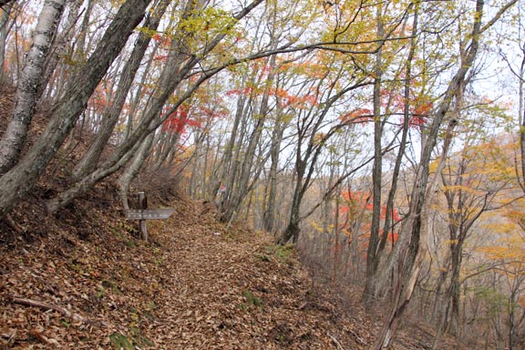 じゅうろく曲り峠に出た。ここは剣ノ峰・角落山との分岐、左の緩やかな道を進む。
