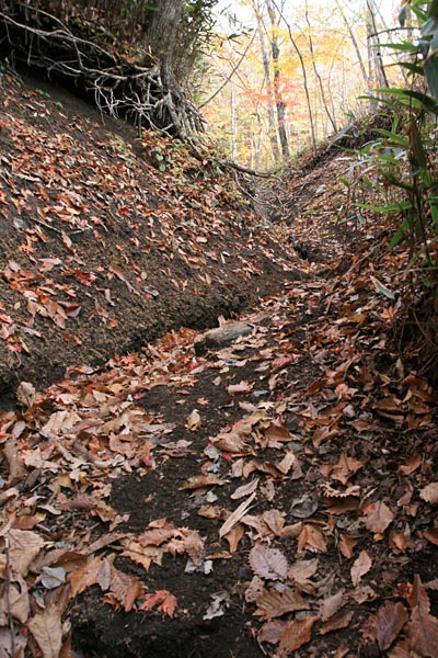 深くえぐられた登山道に落ち葉積む。この坂を登ると明るくひらけた林に出る。足元から目を前に向けると、赤、黄色が目に飛び込んできた。