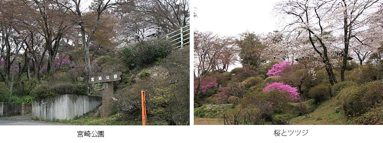 宮崎公園・満開の桜とツツジの写真