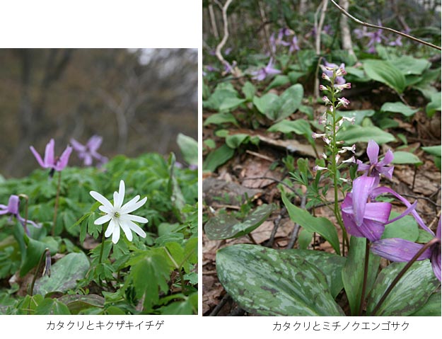 カタクリとキクザキイチゲとミチノクエンゴサクの写真。ミチノクエンゴサクは1センチほどの花です。