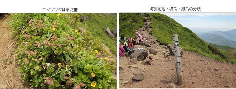 まだつぼみのままのエゾツツジと馬場の小路へ下る分岐の写真