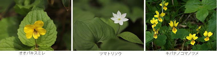 オオバキスミレ、ツマトリソウ、キバナノコマノツメ