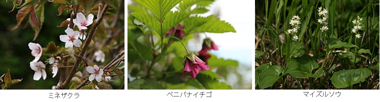 ミネザクラ、ベニバナイチゴ、マイズルソウ
