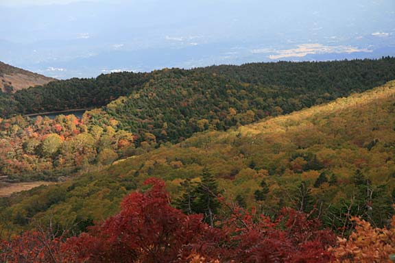 黄色に染まった山の斜面。写真