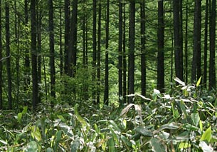 笹が生い茂る道を登ります