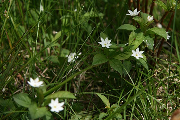 花の色は白。7枚の花びらの先がとんがってお星様みたいです