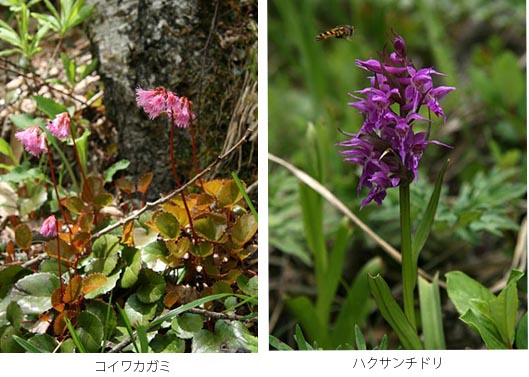 コイワカガミとハクサンチドリ