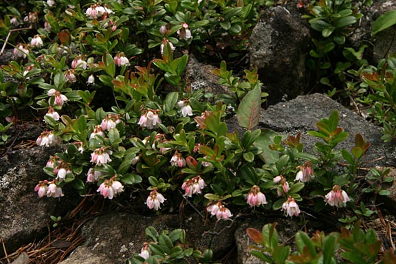 小さな花ですが、ちょうど見ごろで固まって咲いていました