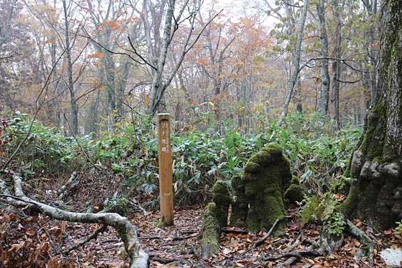 大きなブナのそばにたたずんでいる苔むしたブナの切り株。お地蔵様のように見える。写真