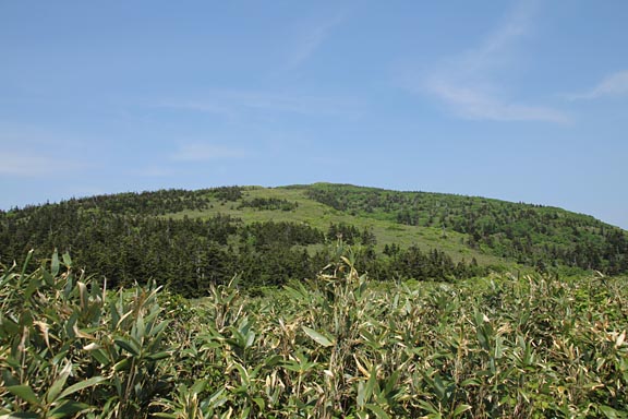 写真。笹原の奥に森吉山が見えます