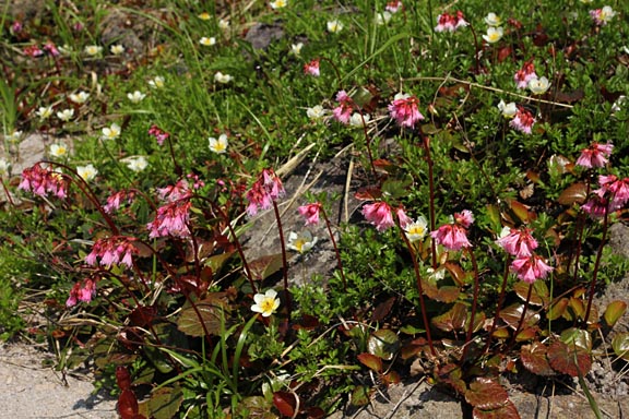 白いチングルマの花と緑の葉っぱ、赤いコイワカガミの花と赤褐色の葉っぱのコントラストがきれいです