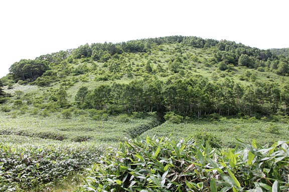 笹原の向こうに高沢山