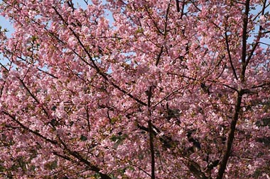 濃いピンクいろがきれい。写真
