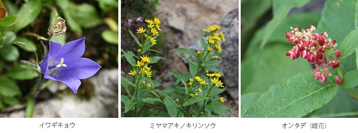 紫色のイワギキョウときいろのミヤマアキノキリンソウ、そして真っ赤な色のオンタデの花