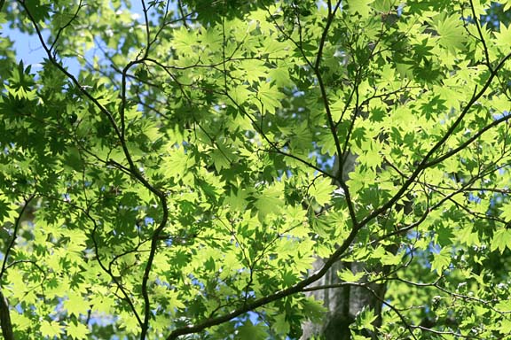 日差しに透けたモミジの葉