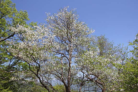 高い木の枝先までびっしり花をつけている