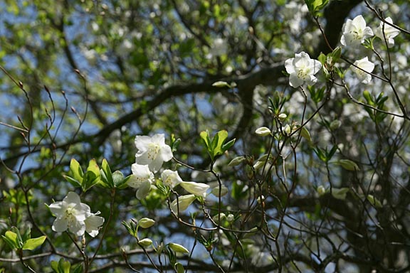 白い花びらの元に黄緑色の斑点があり彩りを添えている。