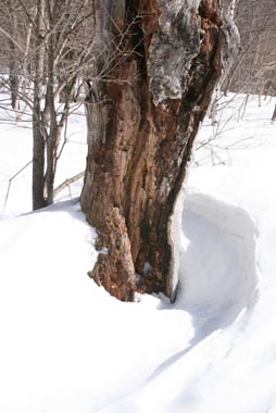 根回り穴（根開け）の写真