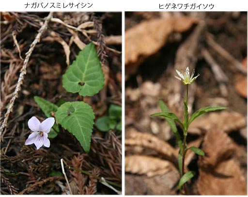 ナガバノスミレサイシンとヒゲネワチガイソウの写真