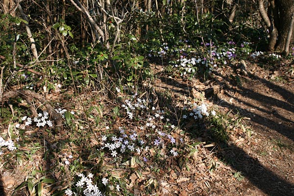 地面いっぱいに咲く雪割草に木々の長い影が伸びている
