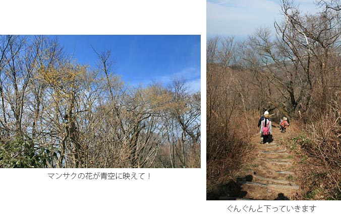 青空に映えるマンサクの花を見て笹原を進むと、道は灯台に向かってぐんぐん下っていきます。やがて緩やかになると