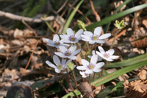この花は白い花。白い花が一番多かったです