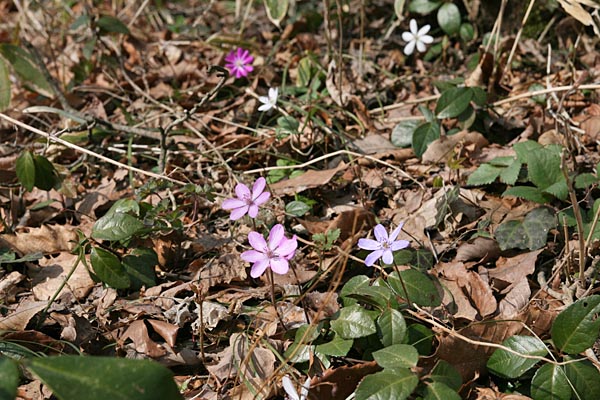花の色は薄いピンクと濃いピンク