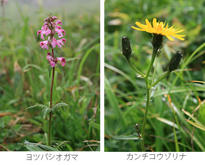 ヨツバシオガマ、カンチコウゾリナの写真
