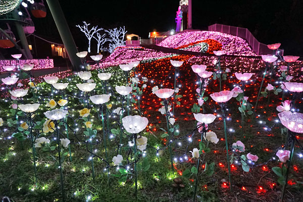 山上の光のお花畑