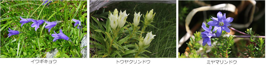 イワギキョウ、トウヤクリンドウ、ミヤマリンドウ